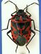 Heterottero 10b 8,5mm.JPG