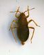 Heterottero 7 2,5mm.JPG