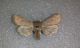 orthosia incerta cf 13IV2015 Crateri 1928.jpg