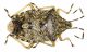 Rhaphigaster nebulosa (Poda, 1761)14mm 05.08.15 Bibione, VE, Italia 45°38'34.2N 13°02'19.7E.jpg