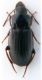 Carabidae 1.jpg