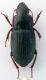 Carabidae 2.jpg