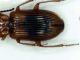 discophorus1.jpg