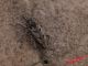 Gonocleonus helferi 29-09-2015 IMG_7414.jpg