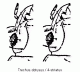 trechus_obtusus_augen_vergleich.gif
