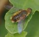 IMGP1199_QSyrphid_sm.JPG