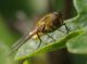 IMGP1202_QSyrphid_sm.JPG
