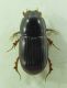 Aphodius sp. 6mm 04-10-2015 Ev.jpg