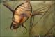Cybister_lateralimarginalis_5055.jpg