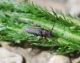 Phytoecia pustulata 1.jpg