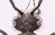 Artiotilla biguttata_capo.jpg