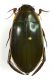 circumflexus_01.jpg