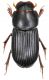 Ataenius picinus.jpg