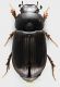 Aphodiidae_GRan_Sasso_2400m_9-X-2015_5,7mm_grey.jpg