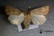 Hoplodrina ambigua ♀ 20130511 CDP.jpg