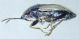 Heteroptera_PA133915.JPG