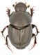 Onthophagus.jpg