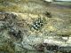 Paraclytus sexguttatus 003.jpg