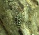 Paraclytus sexguttatus 006.jpg