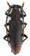 CombM1878_18zF5cr.jpg