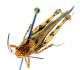 Acrotylus 1b.jpg