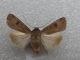 Agrotis segetum ♀ cf 20130921 cdp.jpg