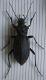 Carabus (better picture).jpg
