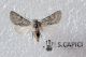 Acronicta (Viminia) euphorbiae ♂ 20130915 Randazzo.jpg