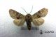 20141224 Polymixis (Myxinia) flavicincta ♂ CDP.jpg
