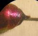 Chrysidea 009 A.jpg