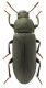 Tenebrio_sp_min.jpg