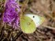 P1070072 copia1.jpg