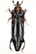 tn_Histeridae ventrale.JPG
