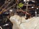 Campo_Felice_11-11-2015_L12_00004.JPG