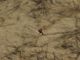 Campo_Felice_11-11-2015_L12_00035.JPG