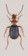 Brachinus2.jpg