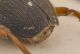 Brachinus2-margine.jpg