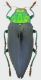 Gelaeus_walkeri_walkeri_Moluccas_Leti_VII-2009_28mm.jpg