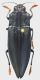 Cyphogastra_semipurpurea_Indonesia_Moluccas_Wetar_Ilwaki_XI-2009_33mm_grey.jpg