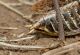 Decticus_verrucivorus2.jpg