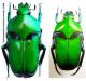 Ischiopsopha lucivorax Kraatz, 1890.JPG