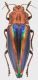 Cyphogastra_javanica_Indonesia_Moluccas_Tanimbar_Molu_Tutunametal_XI-2008_41mm_grey.jpg