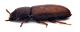 CombM1899_23zF3cr.jpg