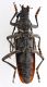 CombM1897_18zF5cr.jpg