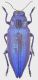Chrysodema_radians_Indonesia_Moluccas_Buru_Remaja_Mts_Vi-2013_St-Jakl_25mm_grey.jpg