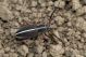 Pedestredorcadion tauricum IMG_0224.jpg