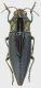 Cyphogastra_Indonesia_Moluccas_Bisa_III-2008_25mm_grey.jpg