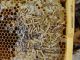 Aethina_tumida_5025044.jpg