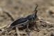 Pedestredorcadion axillare IMG_0183.jpg