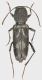 Pseudosphegesthes_cinereus_Roma_Tolfa_2015_10mm_grey.jpg